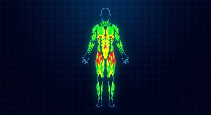 DEXA body composition scan showing colour-coded body regions
